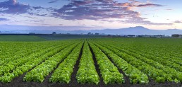 San Jon Road Lettuce at Dawn