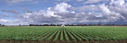 Cauliflower on River Road