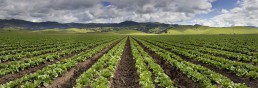 Romaine Lettuce Near Chualar Canyon