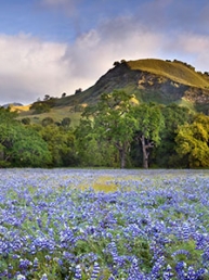 Lupin Hillside at the Indians in Hunter Liggett