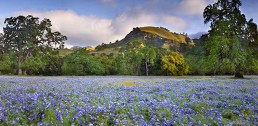 Lupin Hillside at the Indians in Hunter Liggett