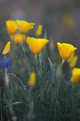 Poppies at San Antonio Mission